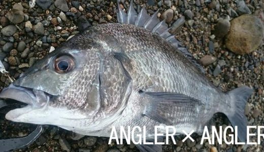 チニング チヌ キビレ の記事一覧 Angler Angler