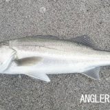 初心者におすすめするシーバスロッドの選び方 ポイントは長さとルアー重量 Angler Angler 初心者におすすめするシーバスロッドの選び方 ポイントは長さとルアー重量 Angler Angler