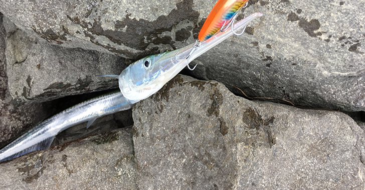 そこにシーバスがいなければルアーを投げても釣れるわけがない と改めて思った日 Angler Angler