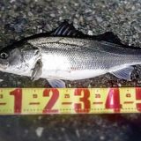 シーバス 意外と知らない正しいキャッチ リリースのやり方と蘇生方法の話 Angler Angler