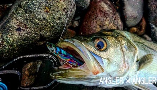 シーバス 意外と知らない正しいキャッチ リリースのやり方と蘇生方法の話 Angler Angler