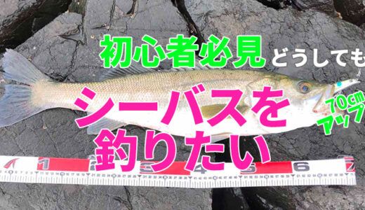 シーバス 意外と知らない正しいキャッチ リリースのやり方と蘇生方法の話 Angler Angler シーバス 意外と知らない正しいキャッチ リリースのやり方と蘇生方法の話 Angler Angler